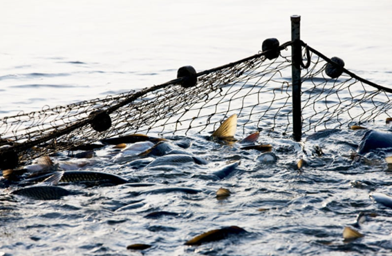 DE ESPECTADOR A PESCADOR